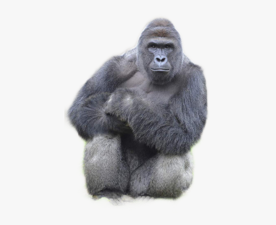 Harambe Freetoedit - Harambe The Gorilla, Transparent Clipart