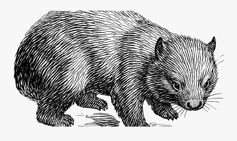 Wombat Is My Spirit Animal, Transparent Clipart