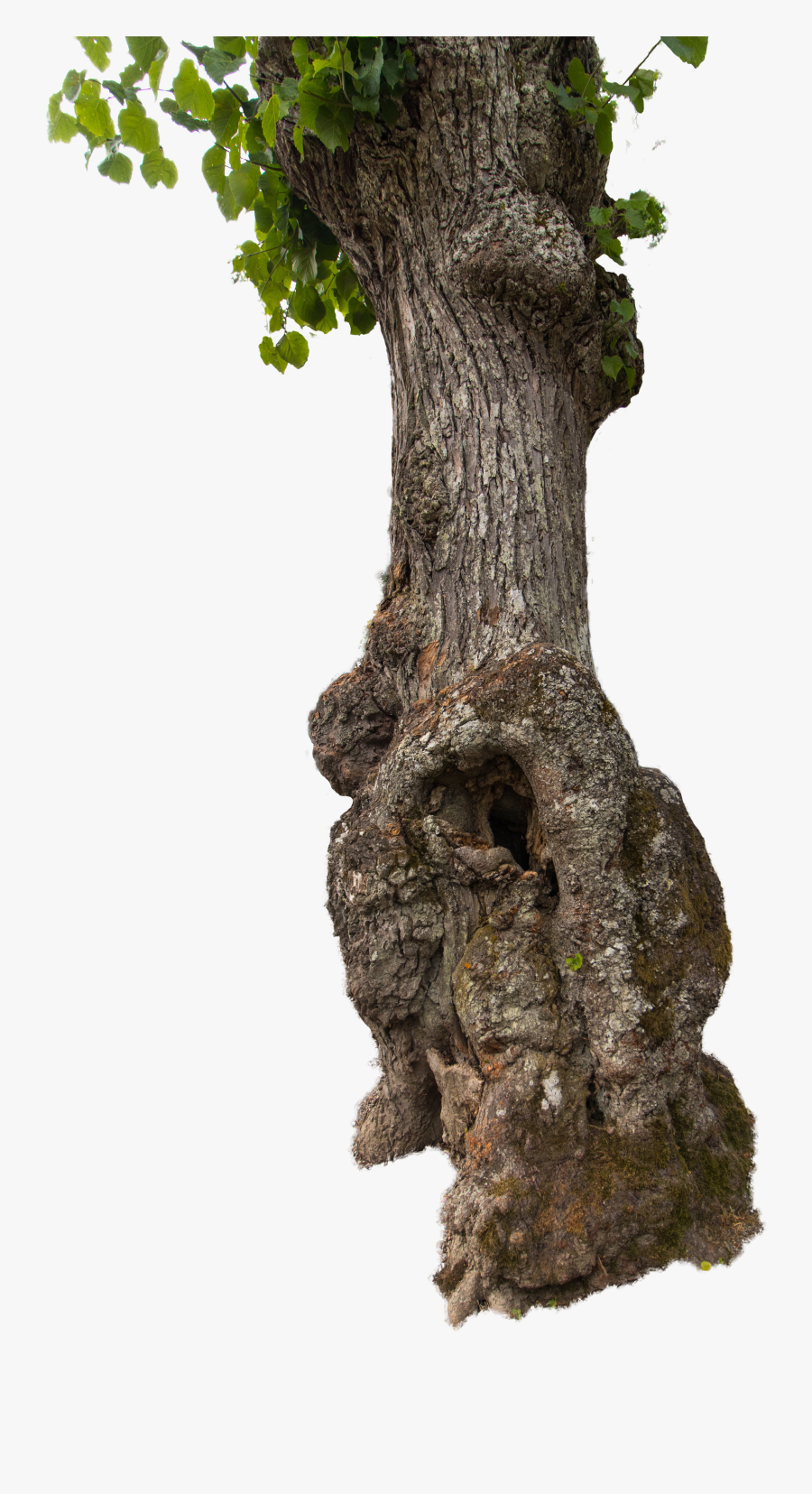 Batang Pohon, Transparent Clipart