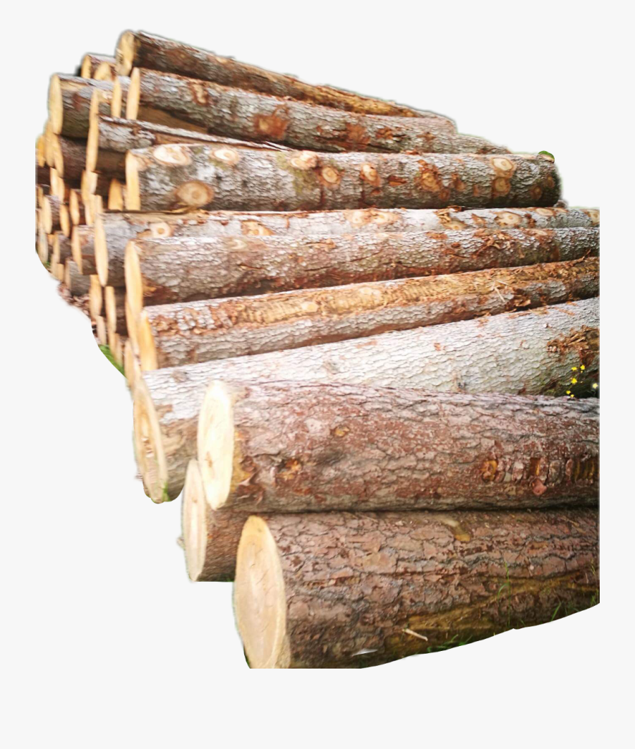 Holz Baumstamm Tree Trees Forest Wood Wooden Baumstamm Rinde Png Free Transparent Clipart Clipartkey