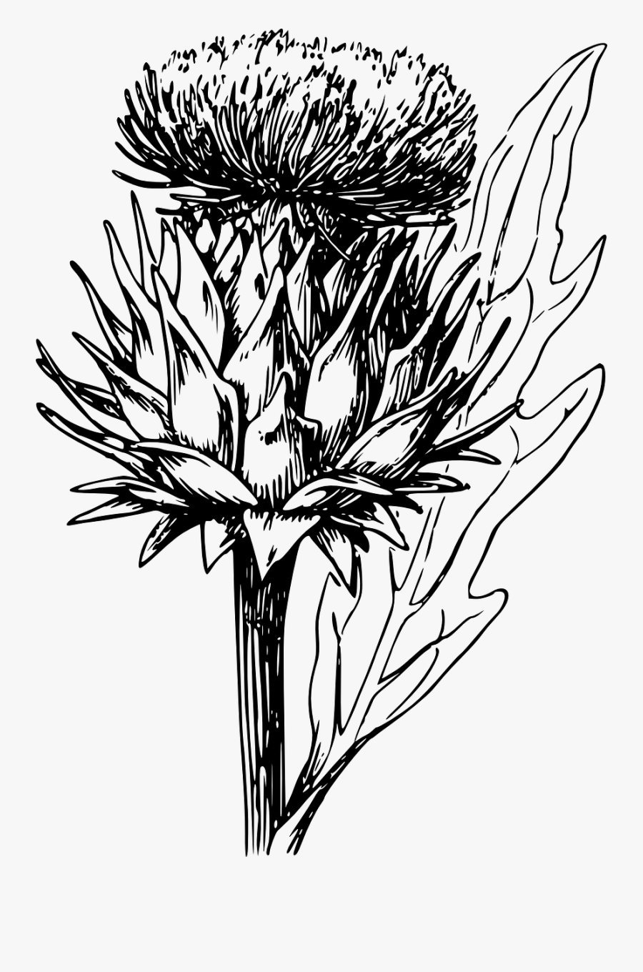 Artichoke - Artichoke Flower Drawing, Transparent Clipart