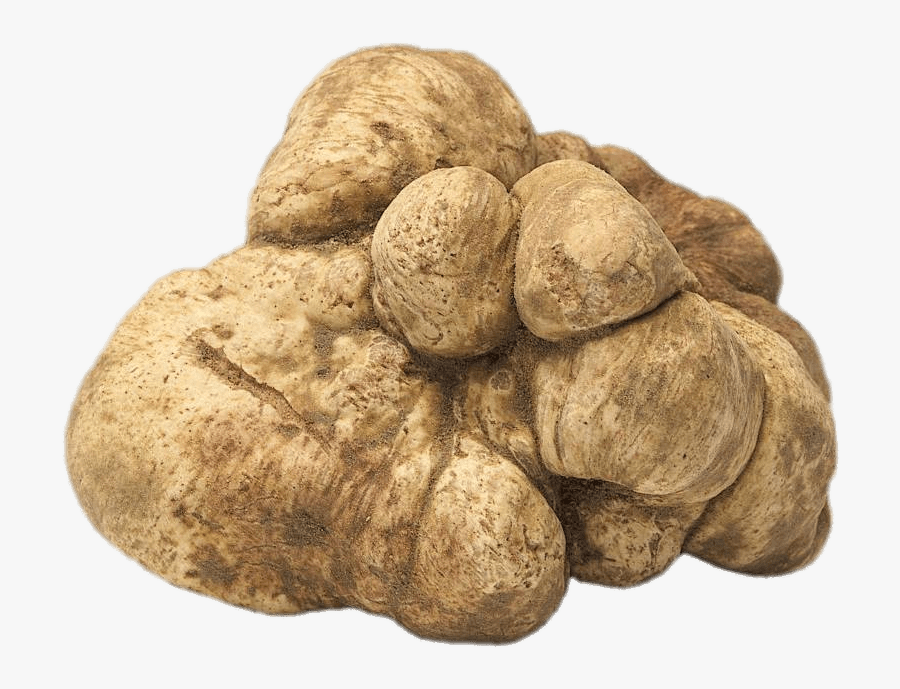 Fresh White Truffle - White Truffle Png, Transparent Clipart