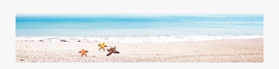 Transparent Beach Shore Clipart - Starfish, Transparent Clipart