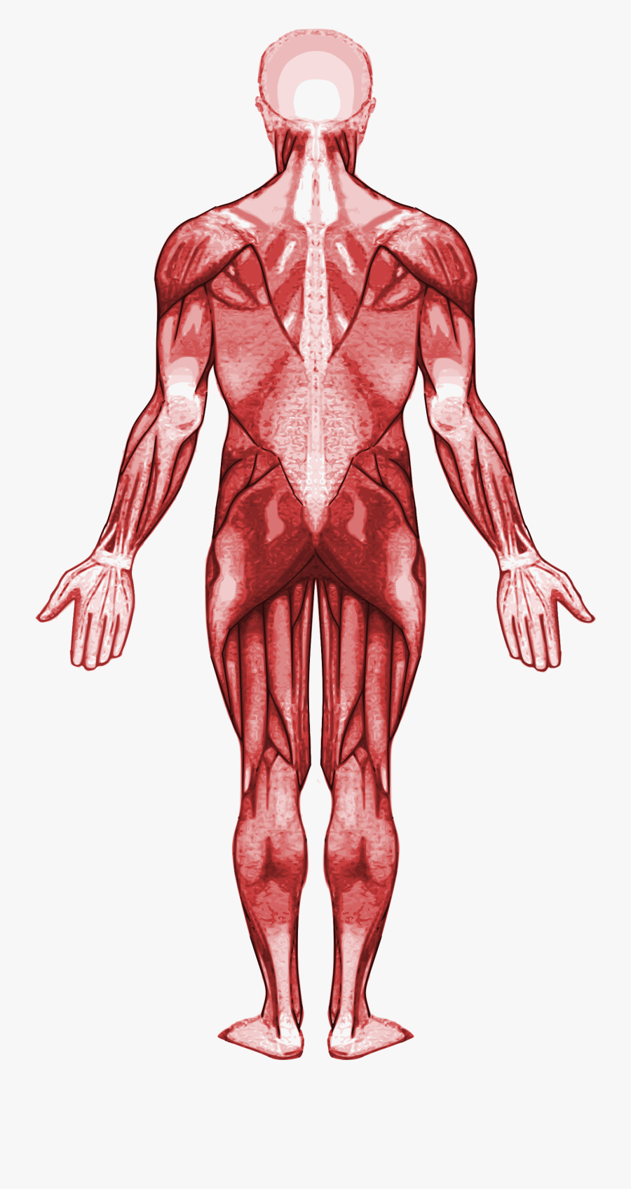 Muscle Clipart Muscular System - Gastrocnemius Muscle Located, Transparent Clipart