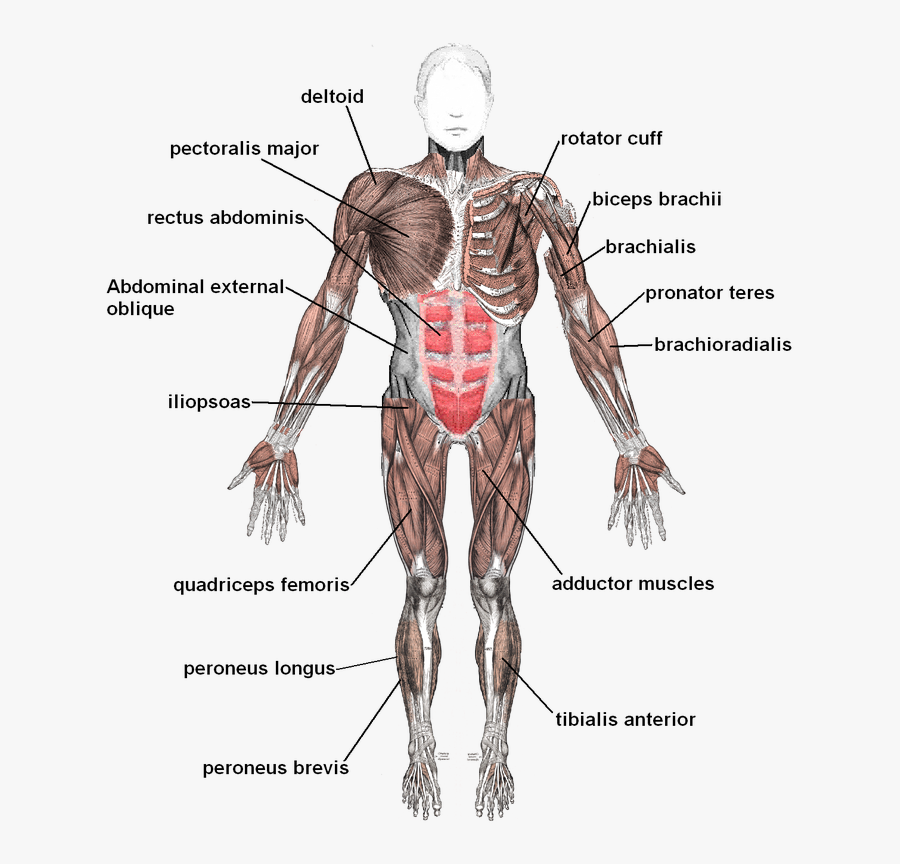 Term Dna Genetics And - Skeletal Muscle On Body, Transparent Clipart