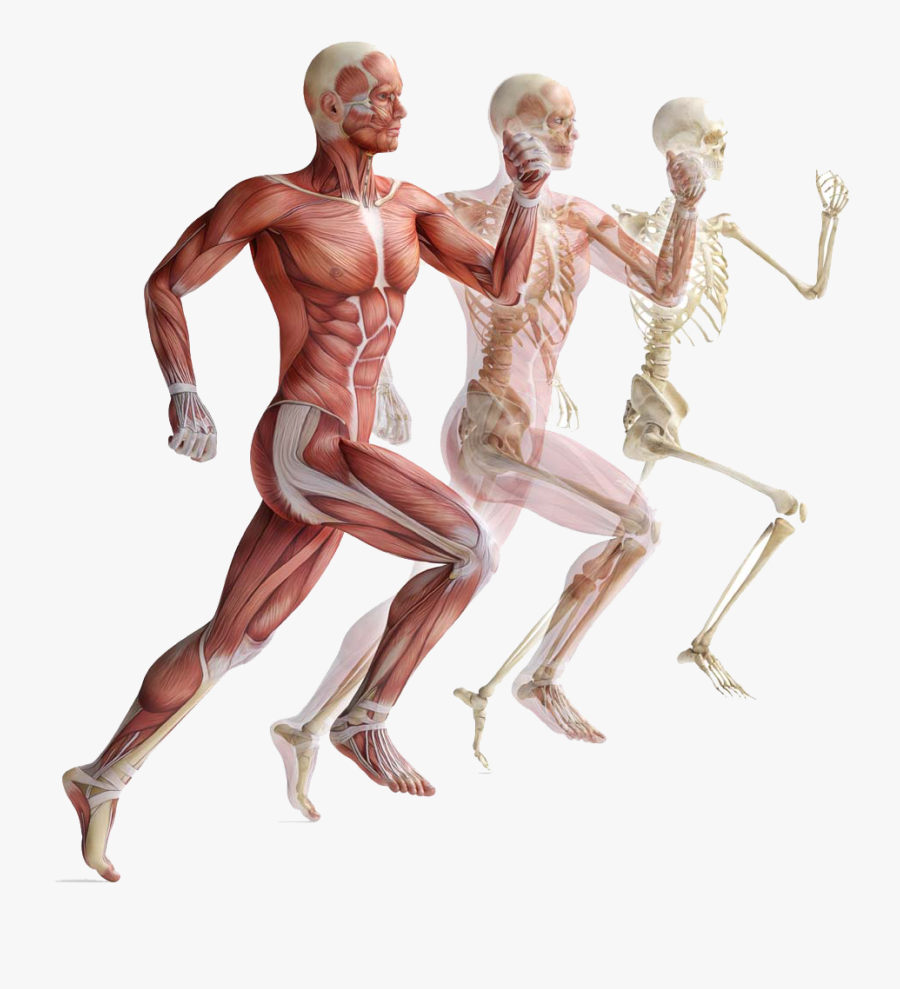 Muscle Anatomy Png - Muscular System Png , Free ...