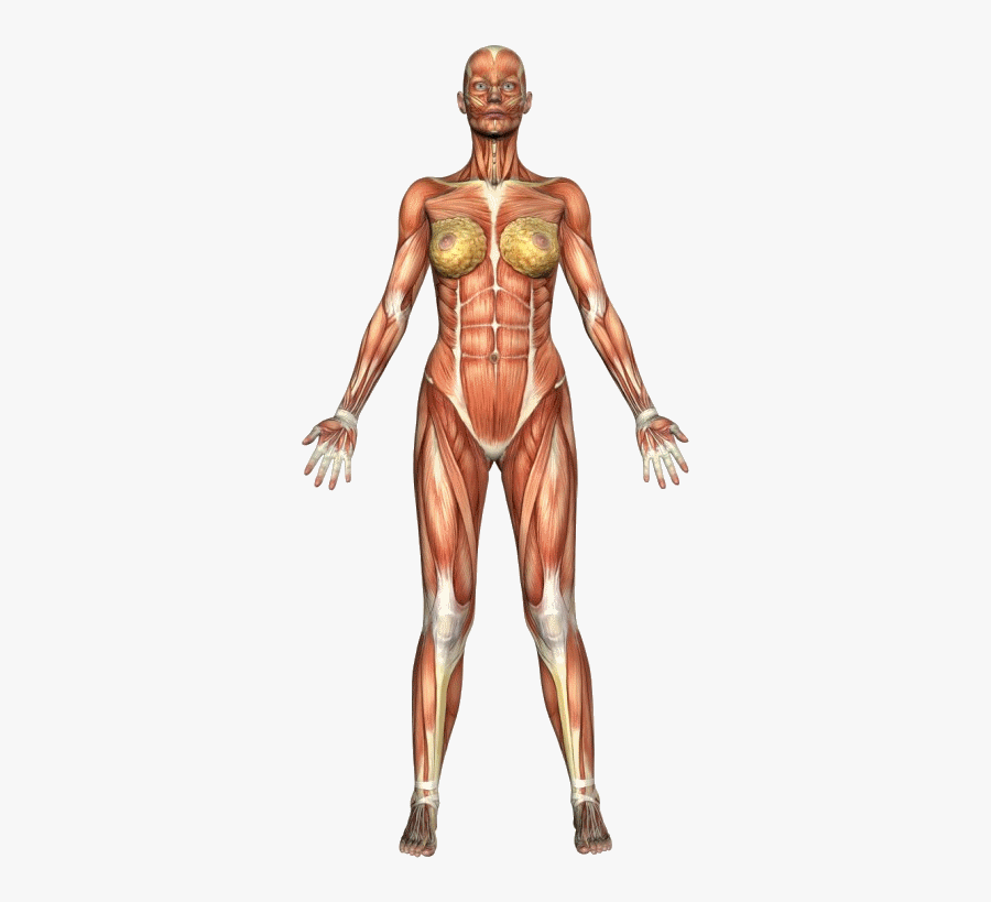 Clip Art Atlas Front Vm Study - Gym Body Muscle Names, Transparent Clipart