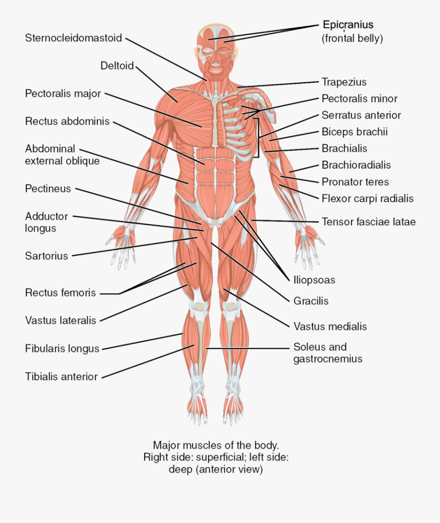 The Major Muscles Of The Body, Anterior View - Muscles Of The Body Posterior View, Transparent Clipart