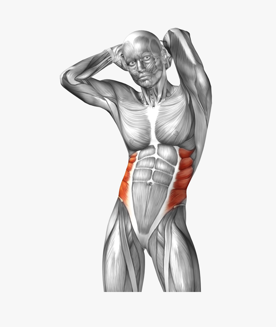 Collection Of Free Drawing Muscles Muscular System - Internal Oblique Muscle Human, Transparent Clipart