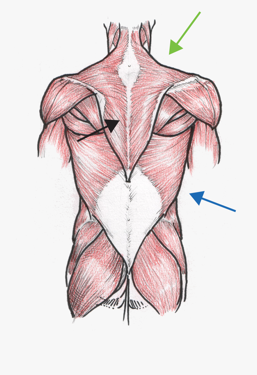 drawing muscles anatomy