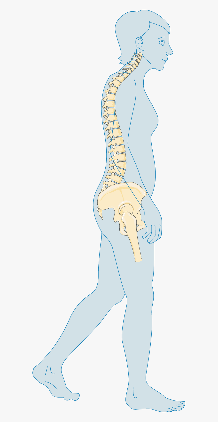 Ménopause - Bone, Transparent Clipart