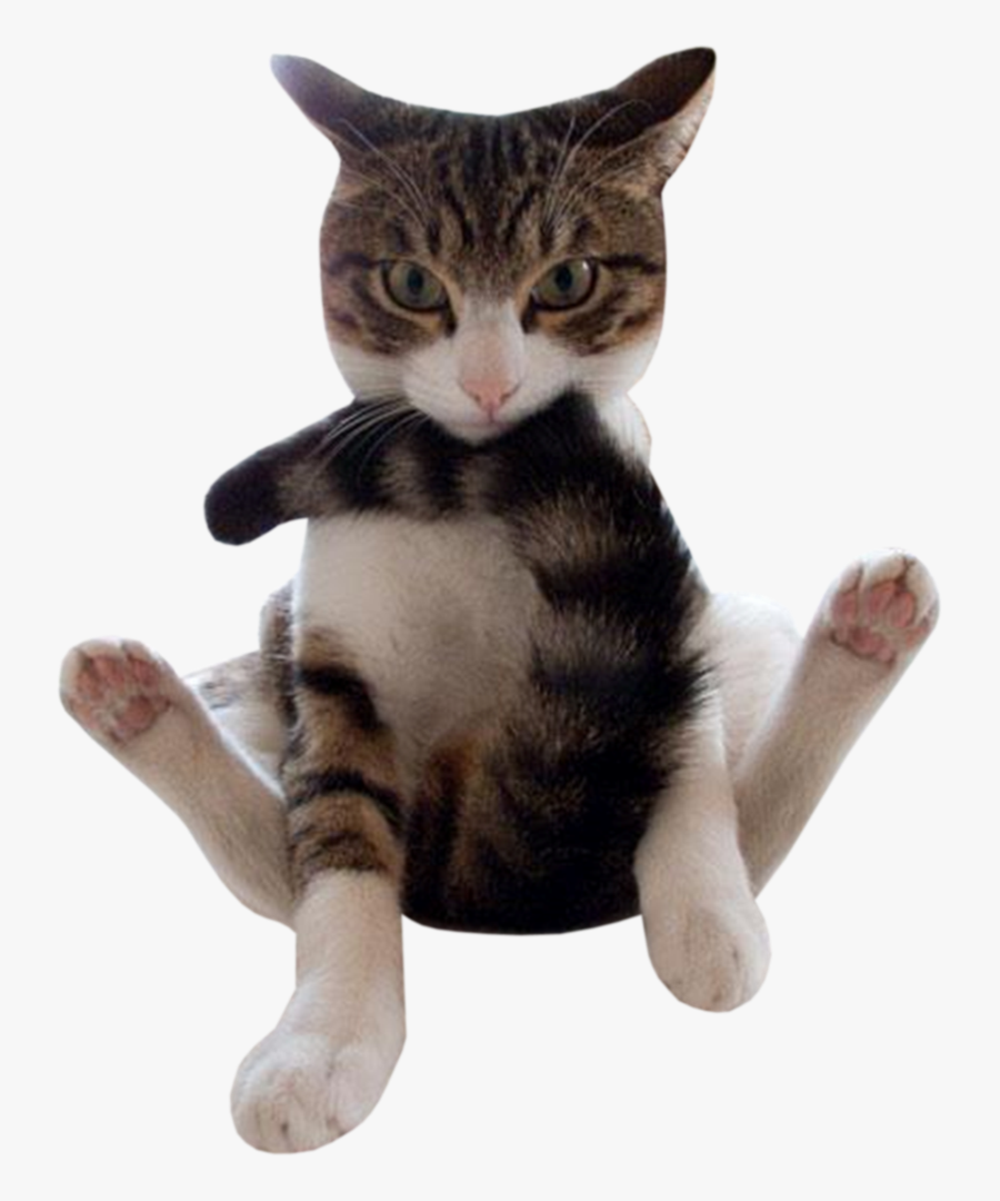 Clip Art Cats Png For - Chat Qui Se Mord La Queue, Transparent Clipart