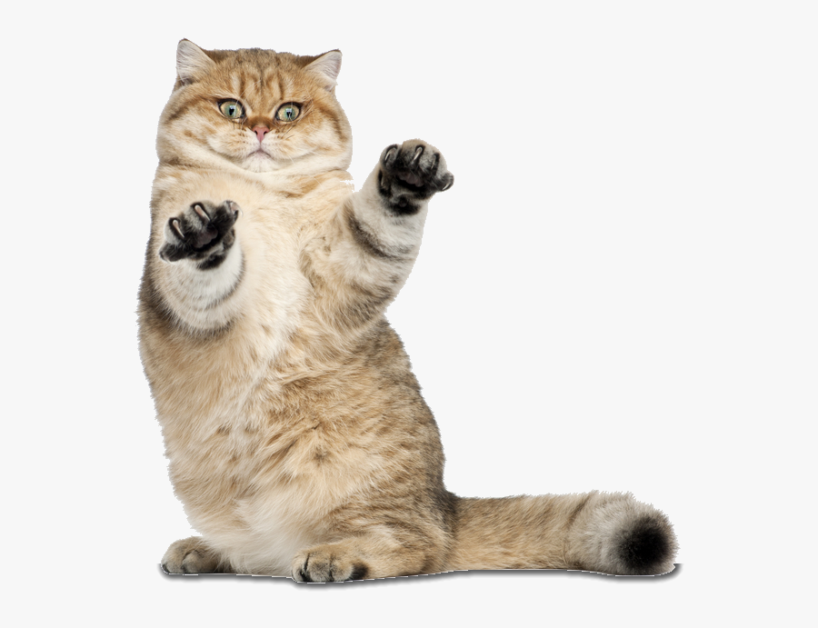 Transparent Funny Cat Png - Funny Cat Transparent Background, Transparent Clipart