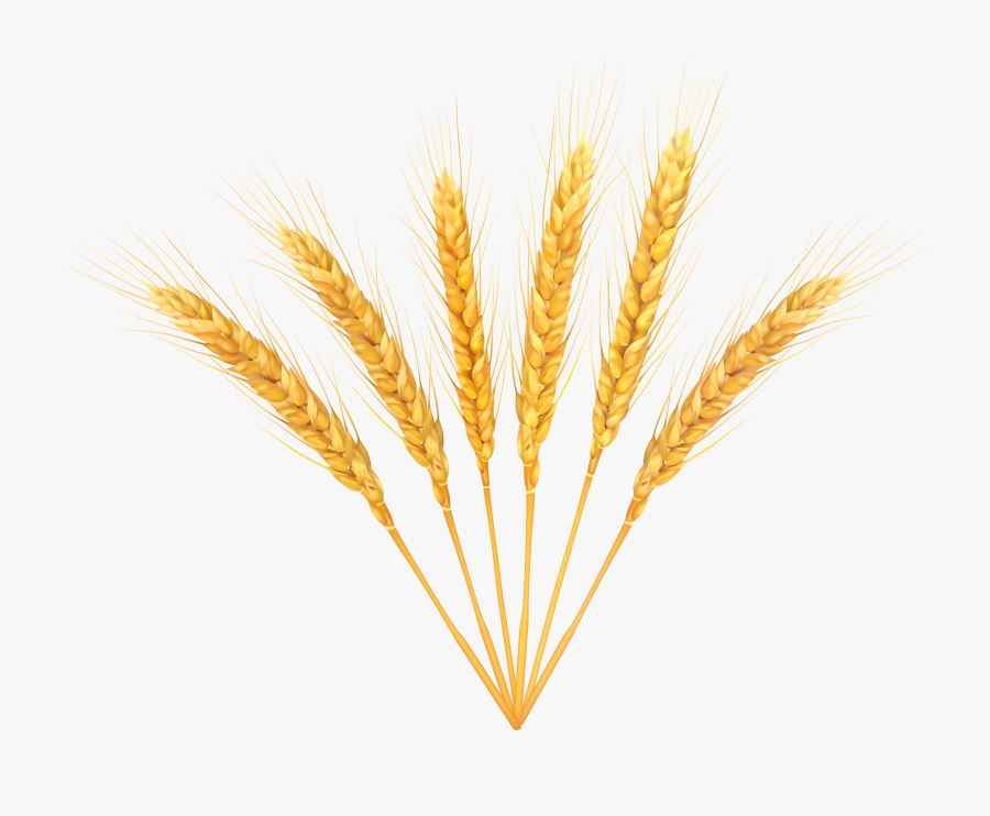 Wheat Clipart Clear Background, Transparent Clipart