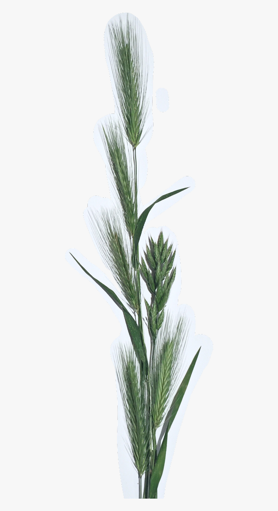Freetoedit Wheat - Dua, Transparent Clipart