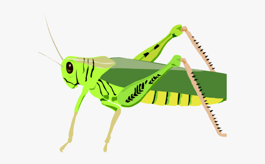 Locust Clipart Grasshopper Wing - Grasshopper Clip Art, Transparent Clipart