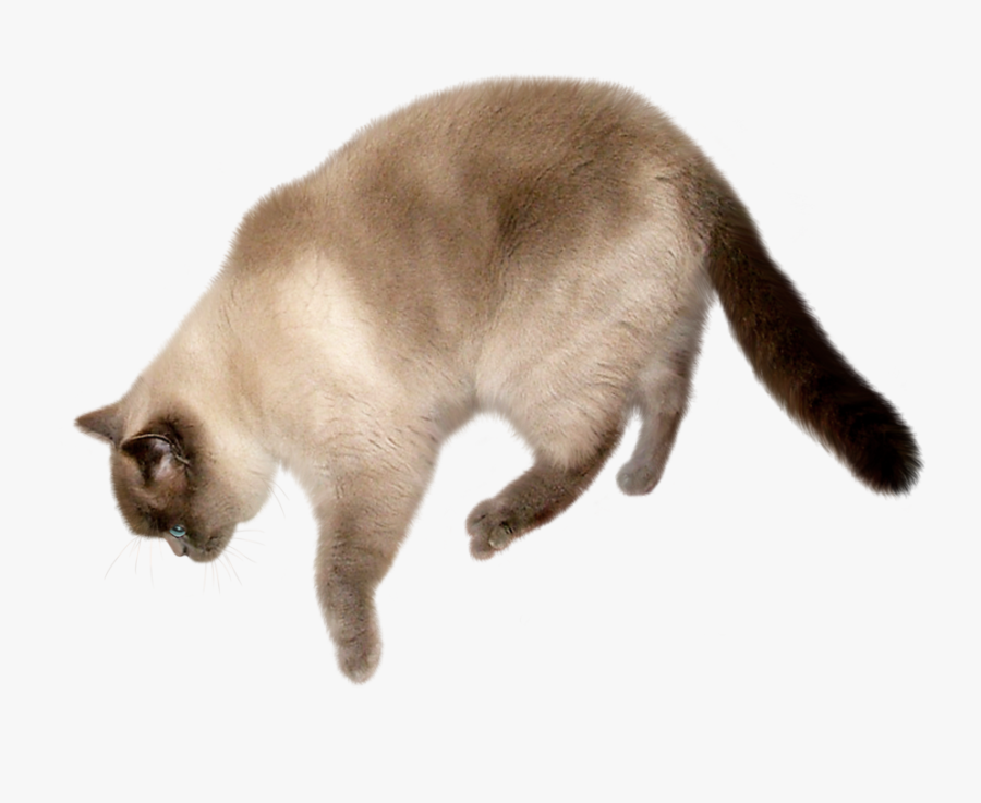 Savannah Cat Persian Cat Kitten - Flying Cat Transparent Background, Transparent Clipart
