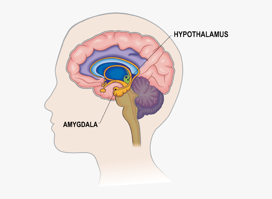 Labeled Brain Amygdala