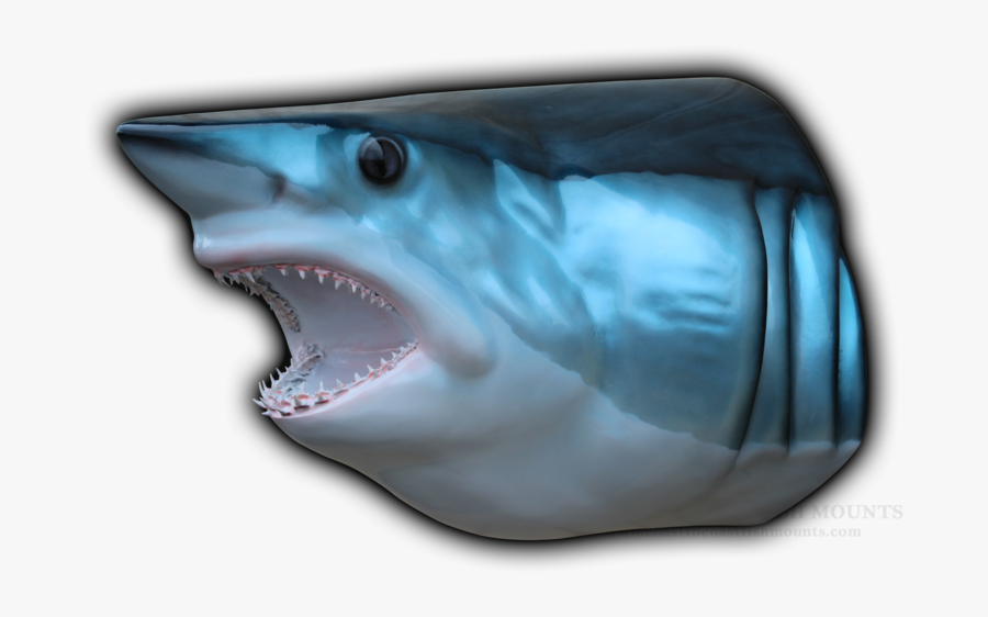 Shark Head Png - Great White Shark, Transparent Clipart