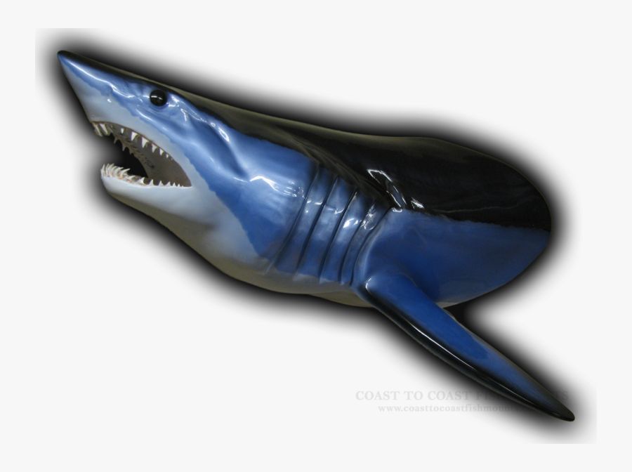 Shark Head Png - Blue Whale, Transparent Clipart
