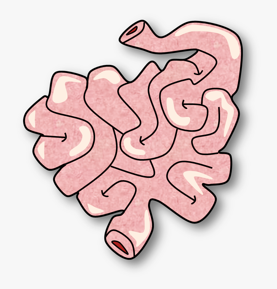 Small Intestine Clipart , Png Download, Transparent Clipart