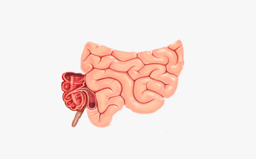 Small Intestine Cliparts - Ileocecal Valve In Digestive System, Transparent Clipart