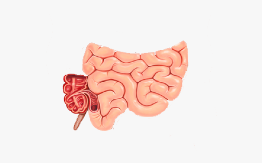 Small Intestine Cliparts Ileocecal Valve In Digestive System Free Transparent Clipart Clipartkey