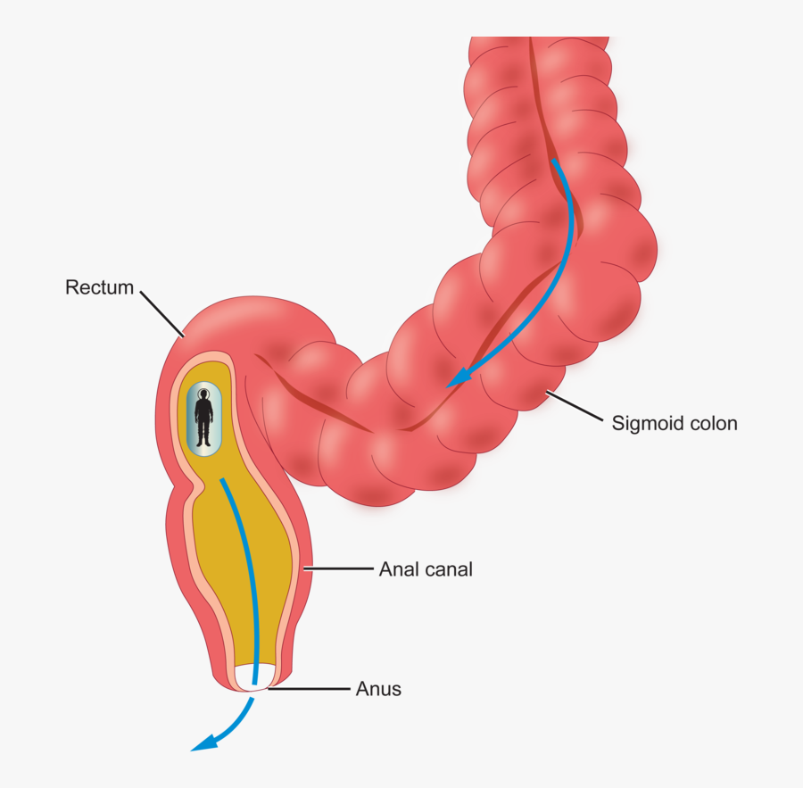 A Journey Through The - Duodenum Of The Small Intestine Being Squirted, Transparent Clipart