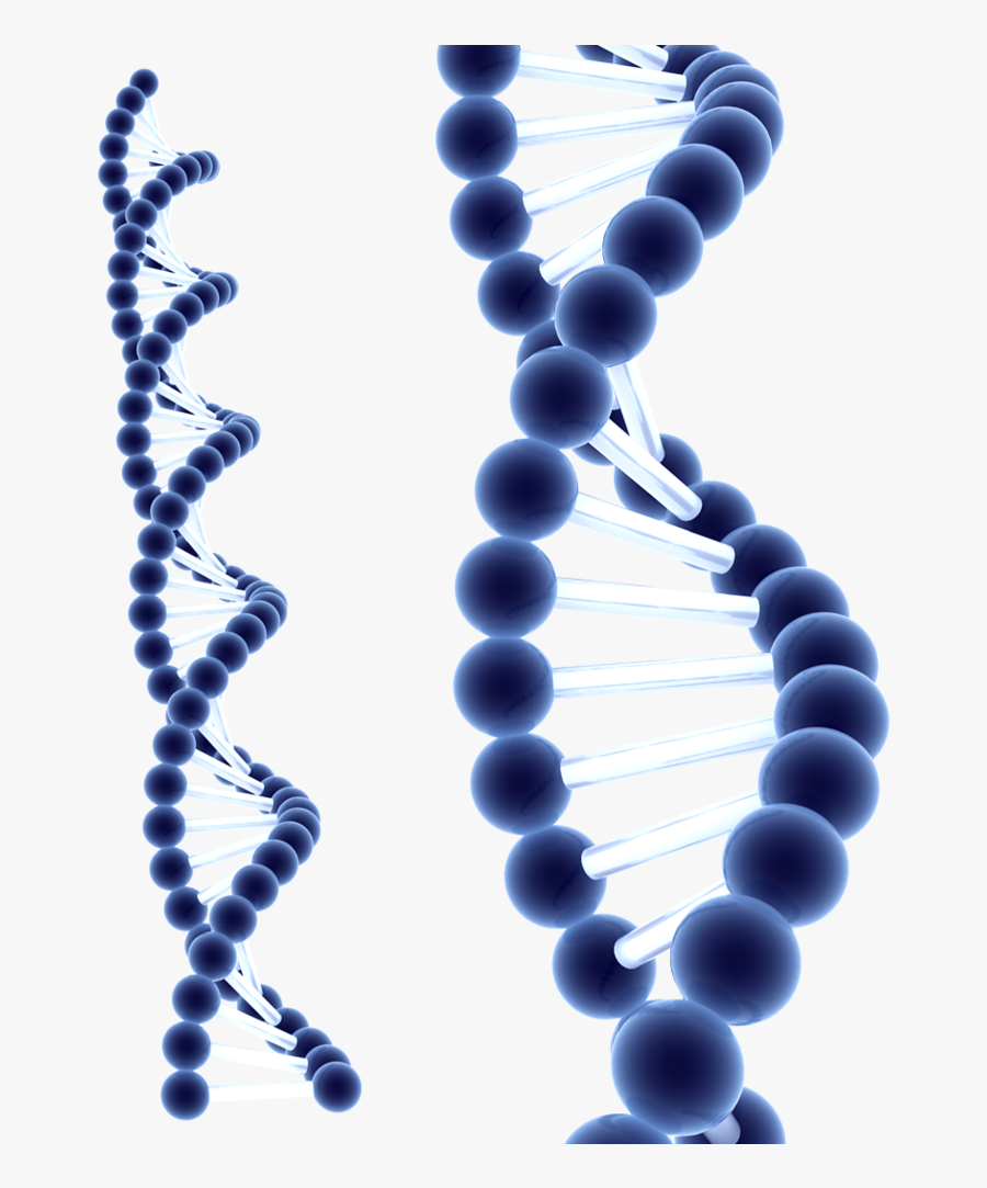 Dna Png Clipart - Transparent Background Dna .png, Transparent Clipart