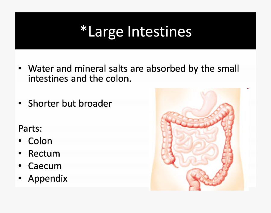 Digestionwow6- The Large Intestines, Transparent Clipart