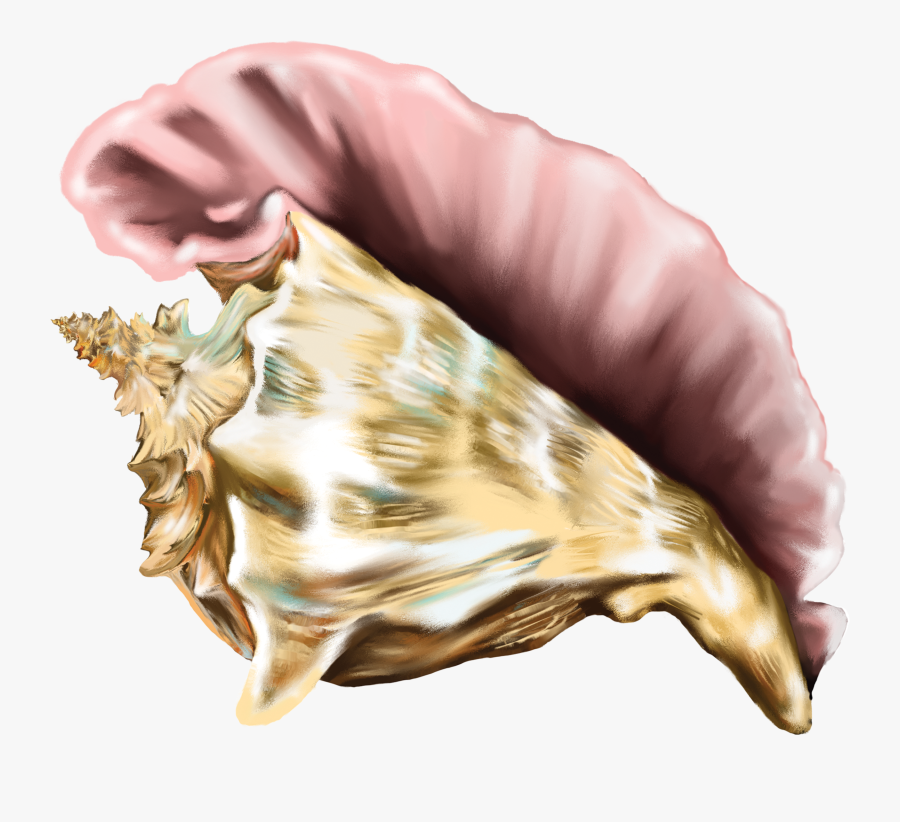 Conch Shell Clip Art - Conch, Transparent Clipart