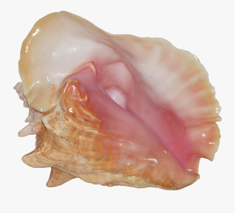 Shell, Transparent Clipart