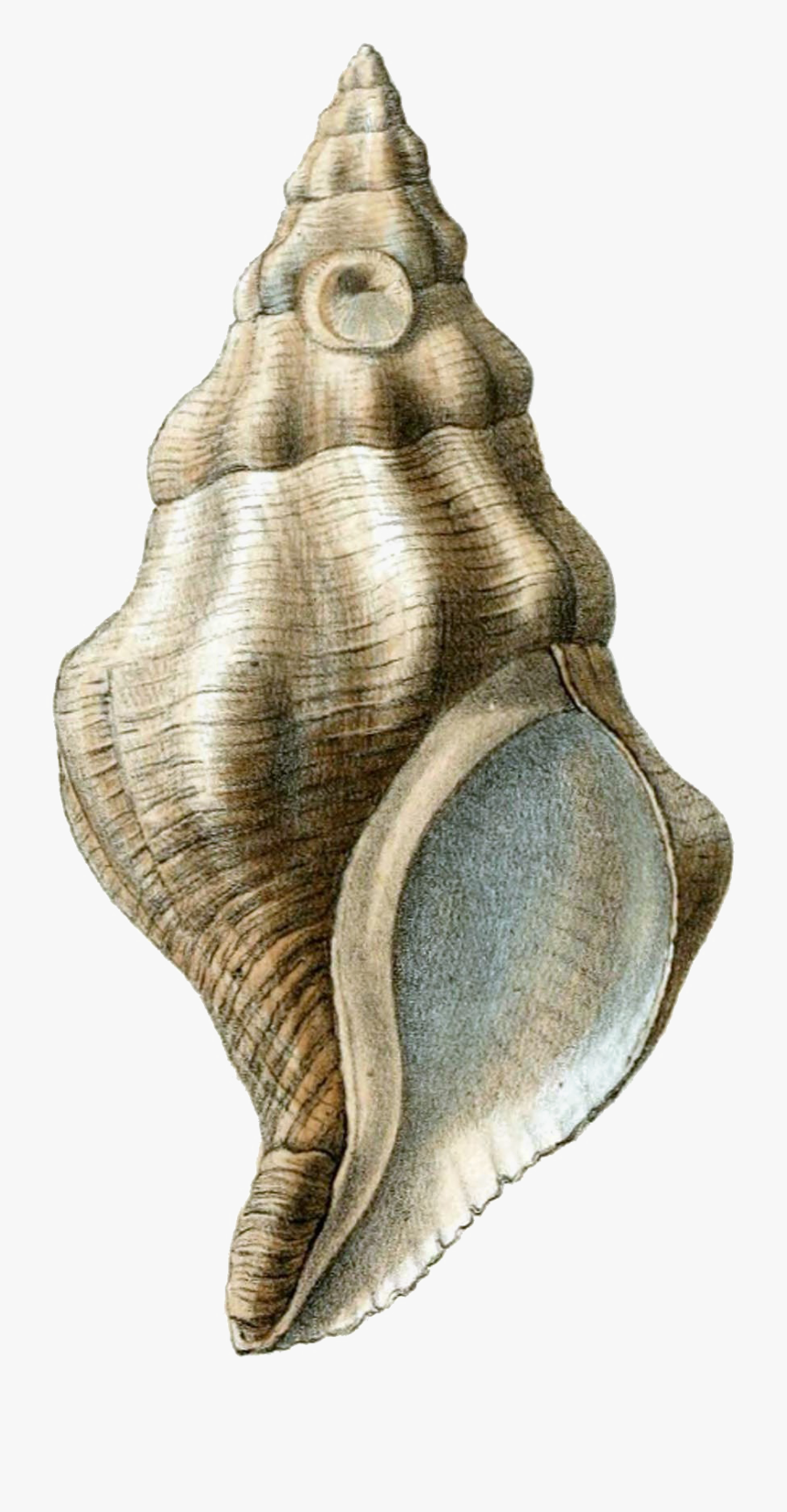 Transparent Conch Png - Shell Png, Transparent Clipart