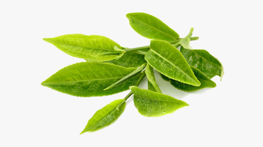 Green Tea Transparent Png - Transparent Green Tea Leaves Png, Transparent Clipart