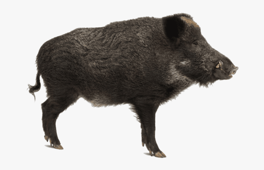 Wild Boar Png, Transparent Clipart