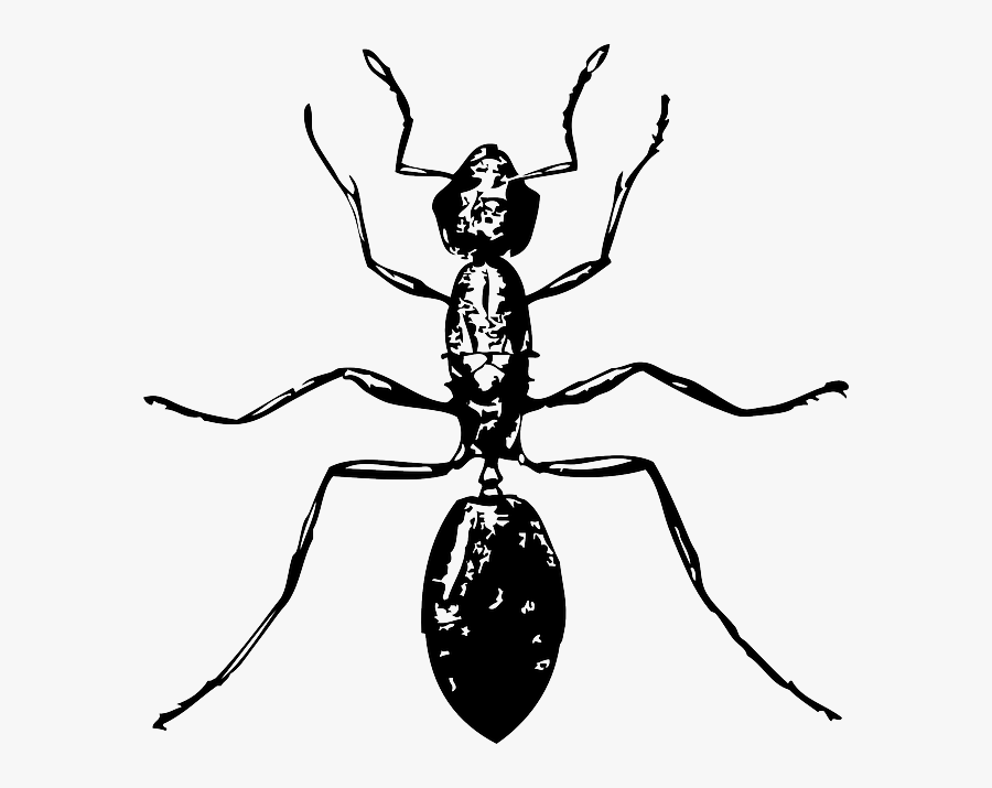 Free Pictures Ant 116 Images Found Clipart Ant Body - Ant Clip Art, Transparent Clipart