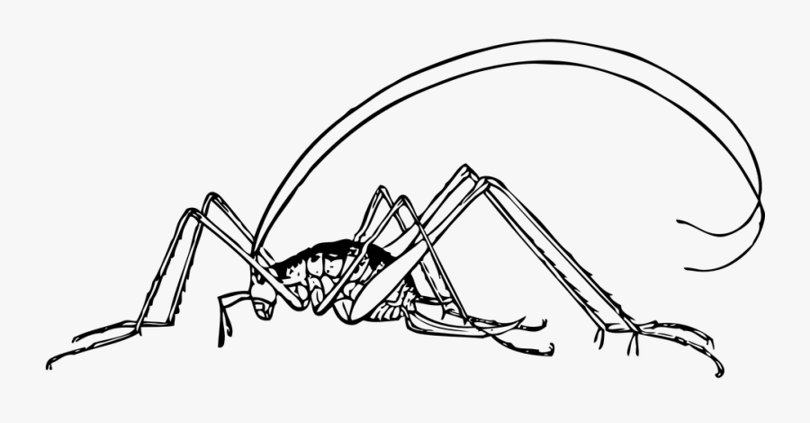 Cricket, Insect, Bug, Antennas, Pest, Nature - Cricket Clip Art, Transparent Clipart