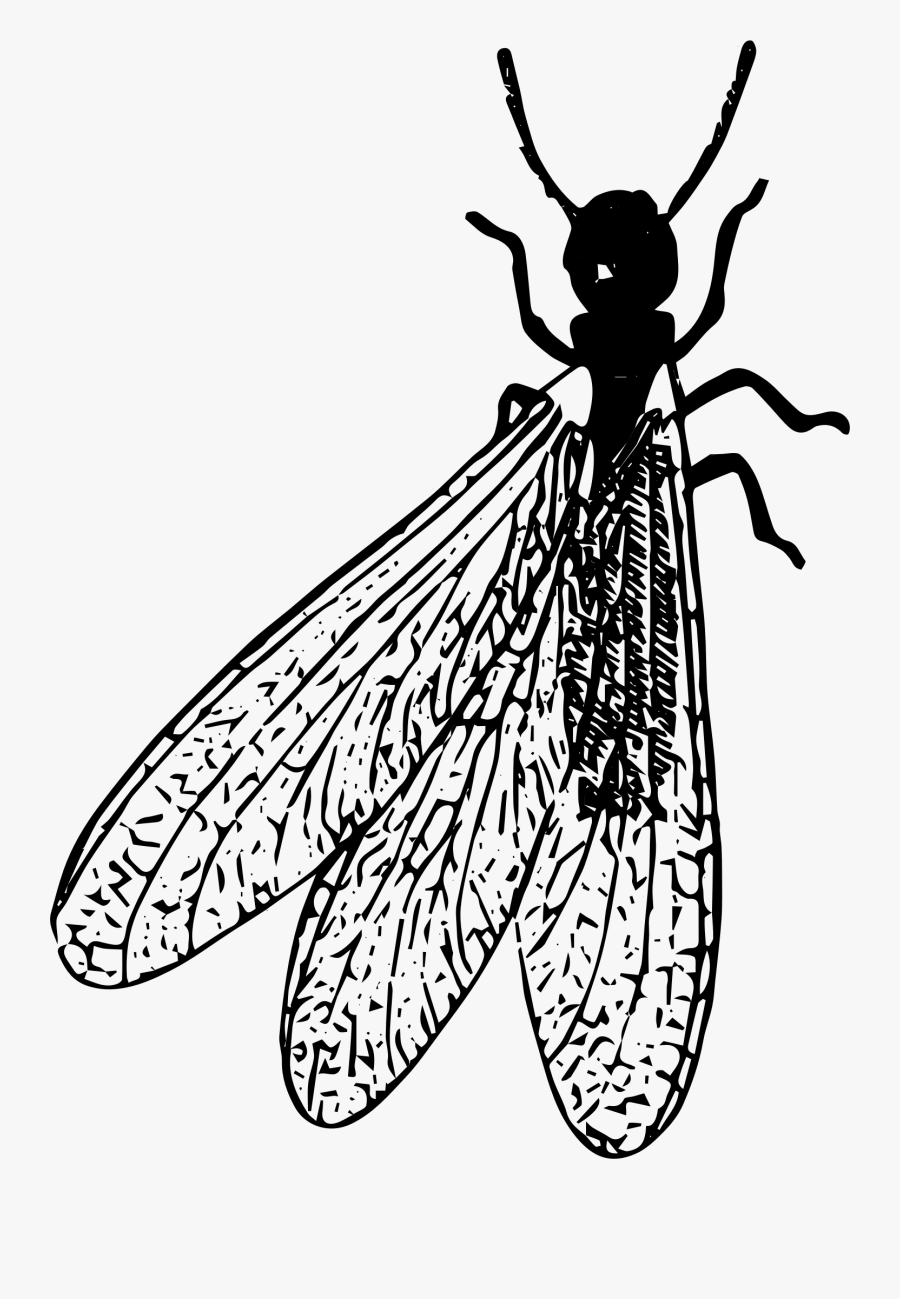 Termite - Clipart - - Termites Black And White Clip Art, Transparent Clipart