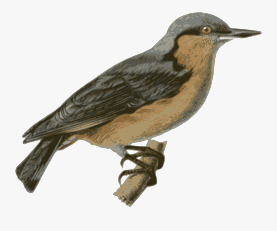 Bird Eurasian Nuthatch Parrot Sparrow - Bird Perched Png, Transparent Clipart