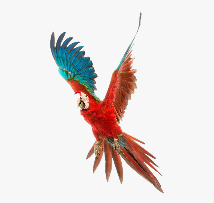 Flying Red Parrot Png - Parrot Flying Png, Transparent Clipart