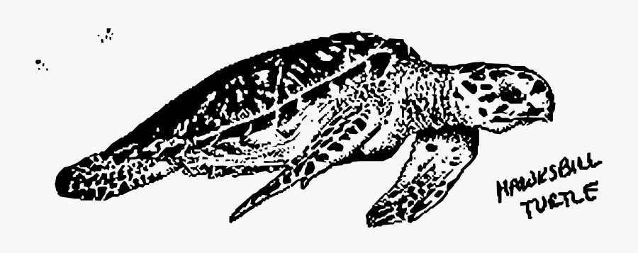 Chameleon Clipart Black And White, Transparent Clipart