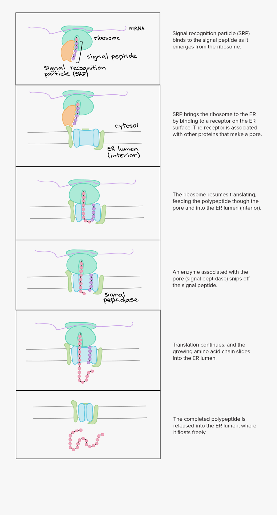 Steps Of Protein Synthesis Flow Chart, Transparent Clipart