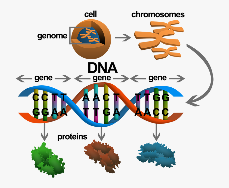 Kromozom Dna - Genes And Dna, Transparent Clipart