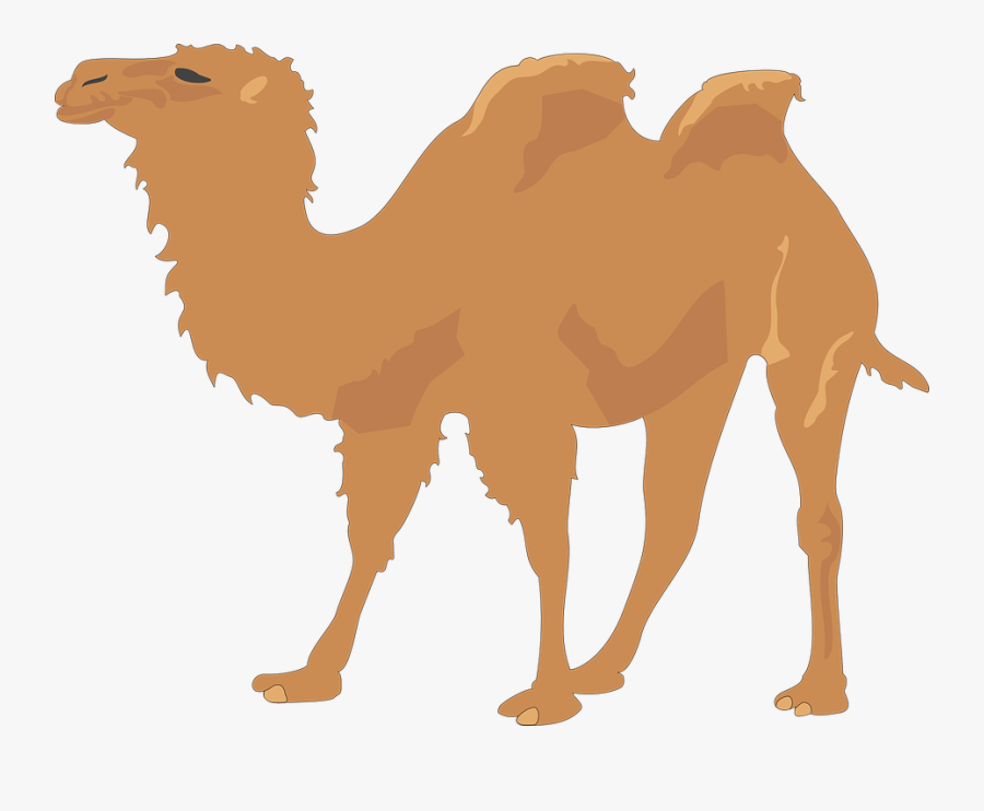 Camel, Two, Humps, Desert, Animal, Long, Neck, Sand - Camel Clipart 2 Humps, Transparent Clipart