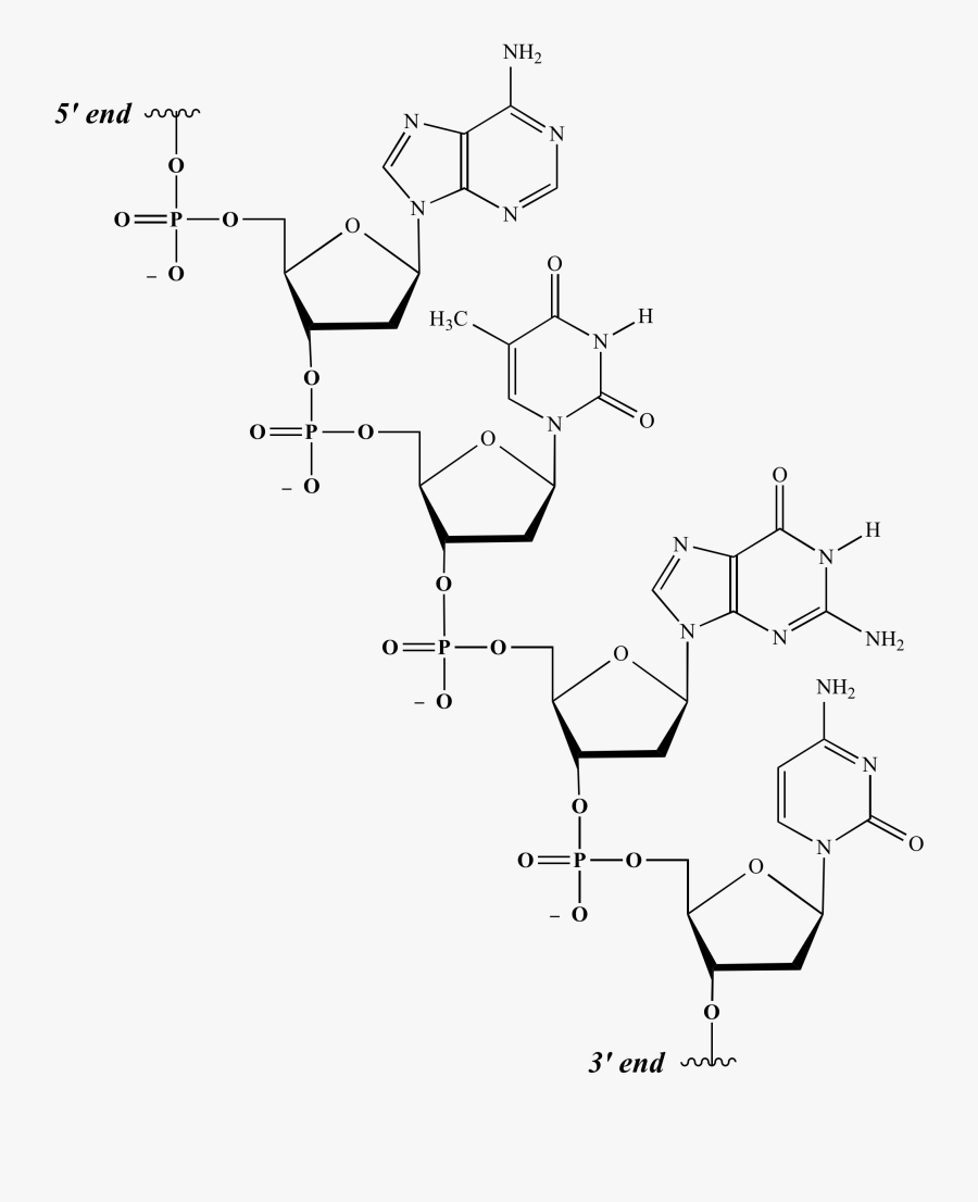 Compound Drawing Nucleic Acid Structure Huge Freebie - Primary Structure Chemical Structure, Transparent Clipart