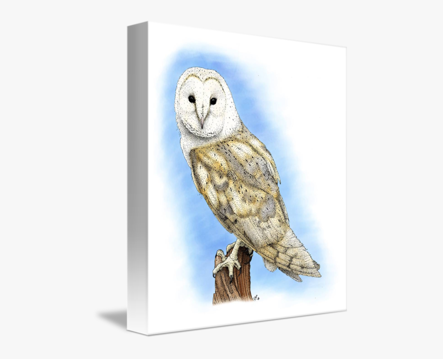 Clip Art By Roger Hall - Barn Owl Drawing, Transparent Clipart