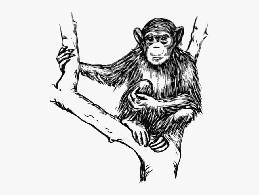 Chimpanzees In Black And White, Transparent Clipart