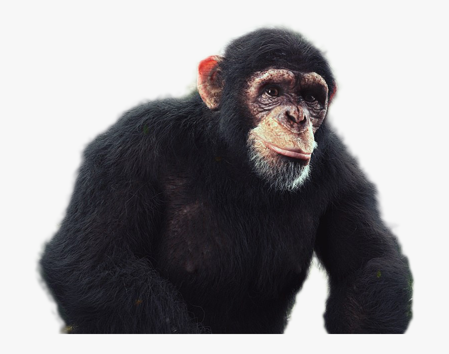 Transparent Chimpanzee Png - Chimpanzee Png, Transparent Clipart