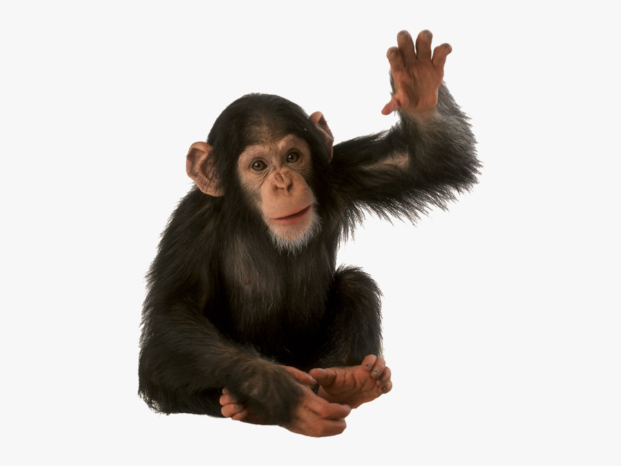 Common-chimpanzee - Monkey Transparent Background, Transparent Clipart