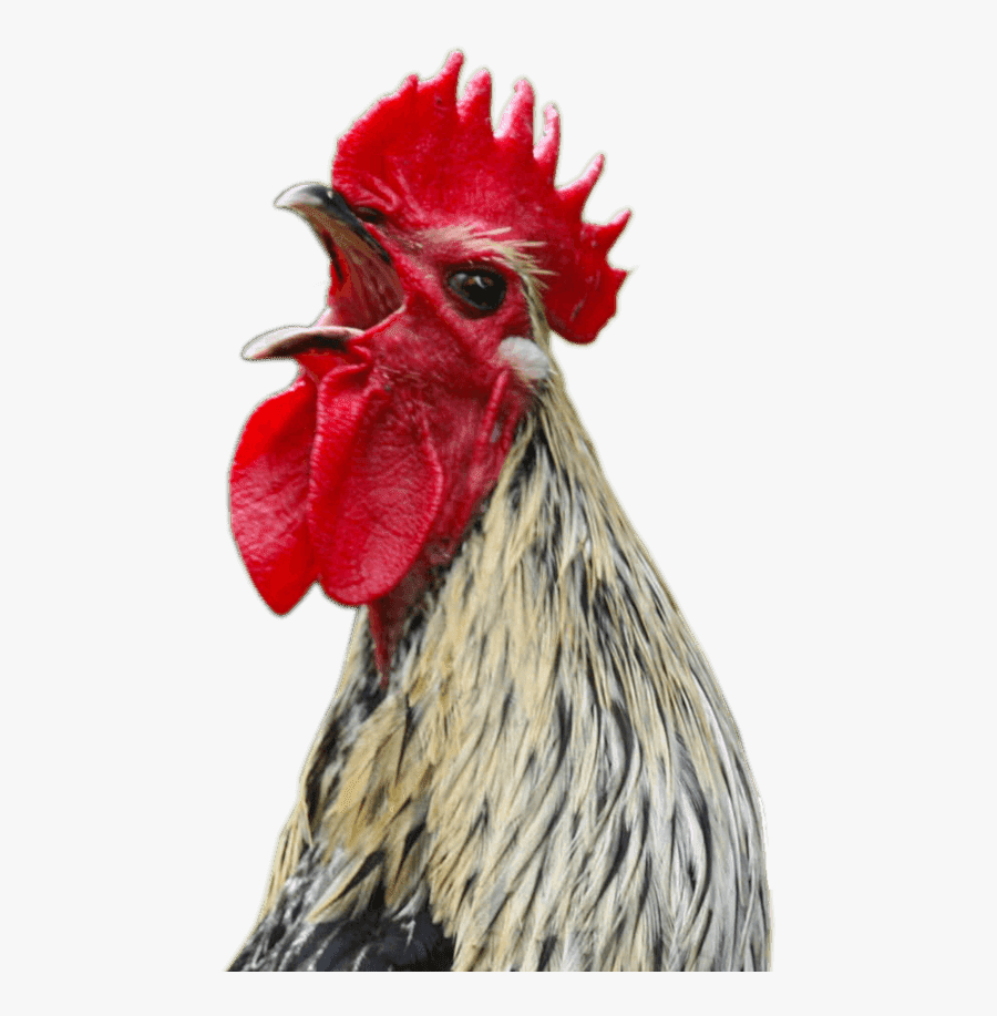 Chicken Screaming Png, Transparent Clipart
